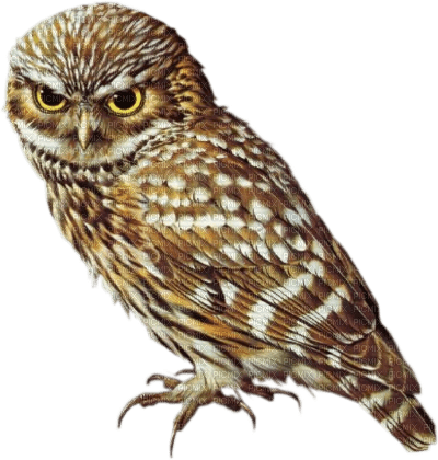 Owl - Bogusia - Free PNG
