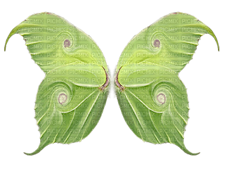 BUTTERFLY - png ฟรี