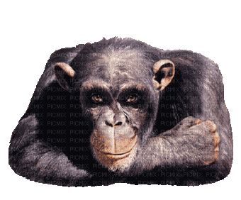 monkey bp - Gratis animerad GIF