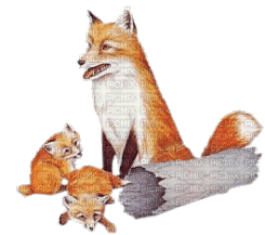 foxes - Gratis animeret GIF
