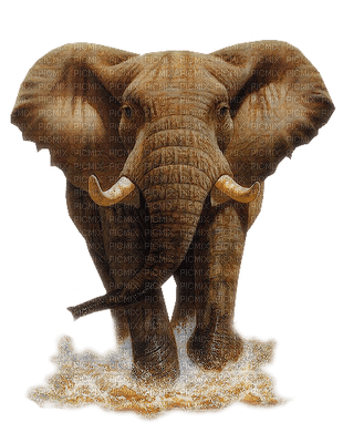 elefante by EstrellaCristal - kostenlos png