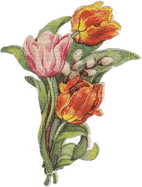 Tulpen, Strauß, Vintage - nemokama png