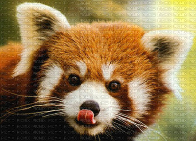 panda roux - ingyenes png