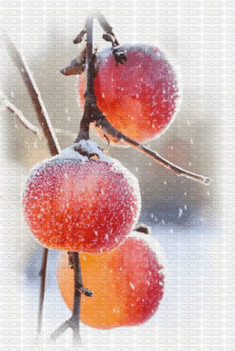 Winter Apple - Bezmaksas animēts GIF