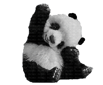 Bear Panda Baby 99999999 - Nemokamas animacinis gif