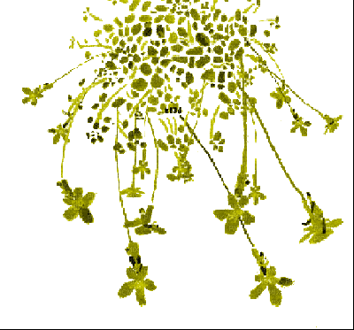 fleur s34 jaune yellow - Ingyenes animált GIF