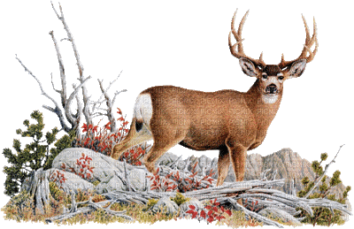 deer bp - Безплатен анимиран GIF