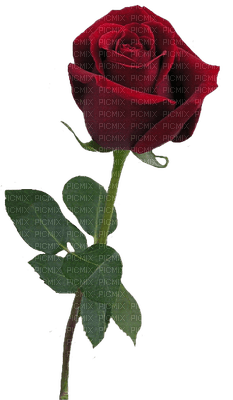 rose rouge Cheyenne63 - gratis png