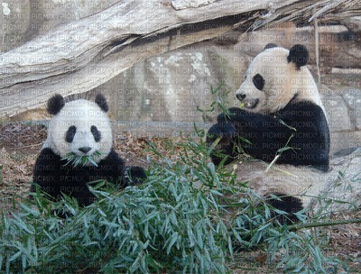 pandas - PNG gratuit