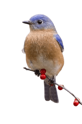 bird oiseaux vögel animal vogel birds oiseau  tube winter hiver - PNG gratuit