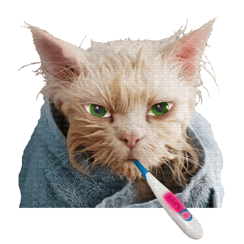 Cat sick - GIF animado gratis