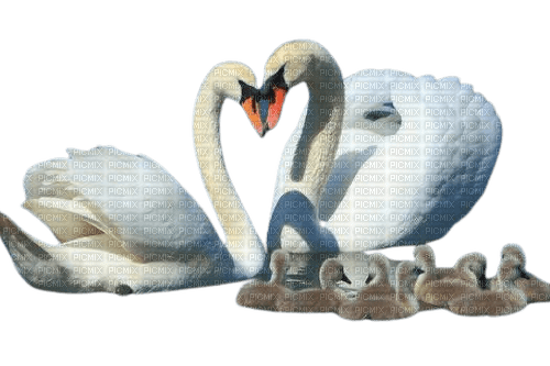 swan family - PNG gratuit