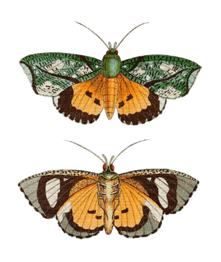 moth - ingyenes png