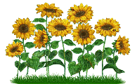 sunflowers gif - GIF animé gratuit