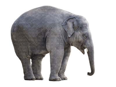 elephant, wild animal, elefantti, villieläin - фрее пнг
