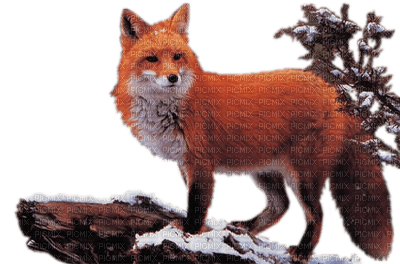 Kaz_Creations Fox 🐺 - безплатен png