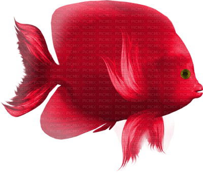 fish katrin - PNG gratuit