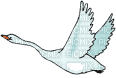 swans bp - Ingyenes animált GIF