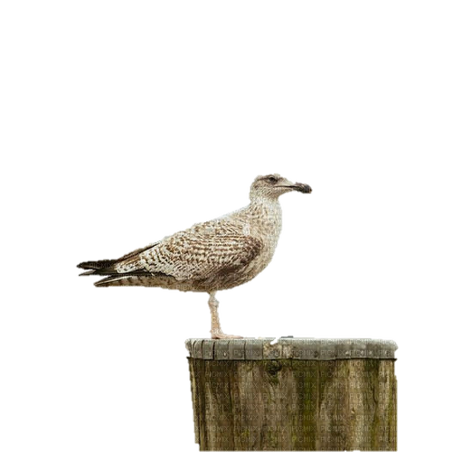 seagull on the wood - ilmainen png