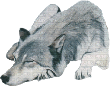 anime lobo - Darmowy animowany GIF