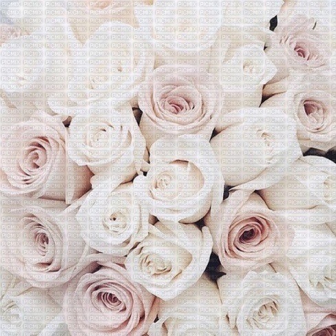 white roses pink - gratis png