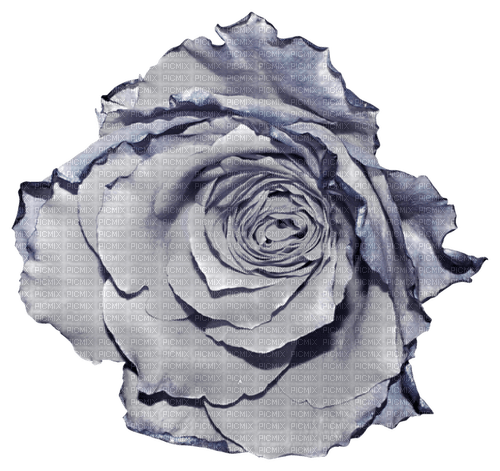 Fleur.Flower.vintage.Gris.gray.Victoriabea - PNG gratuit