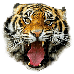 tigre - δωρεάν png