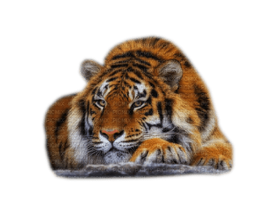 tiger bp - kostenlos png