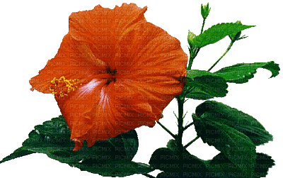 orange flower gif laurachan - Besplatni animirani GIF