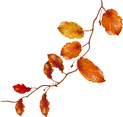 feuilles - zadarmo png