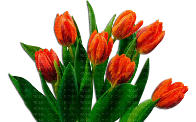 Flores Tulipán - besplatni png