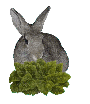 Kaz_Creations Easter Deco  Bunny Rabbit Animated - Free animated GIF