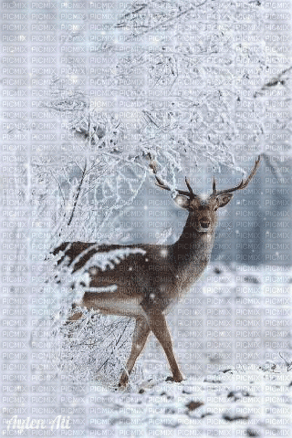 Deer in Winter - Бесплатный анимированный гифка