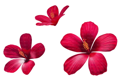Kaz_Creations Flowers Flower - 無料png