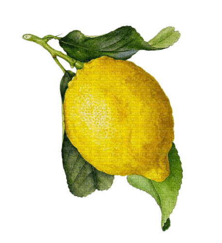 Citron - darmowe png