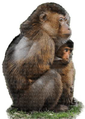 apina, monkey - PNG gratuit