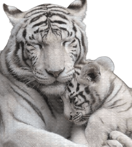 Kaz_Creations Animals-Tigers - zadarmo png