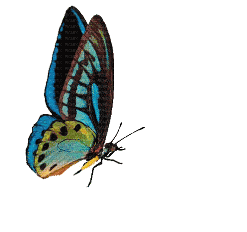 nbl-butterfly - Бесплатный анимированный гифка