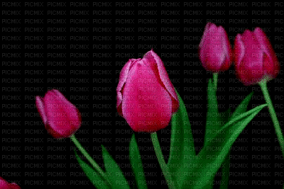 tulipani - GIF animé gratuit