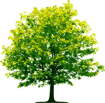 tree katrin - besplatni png