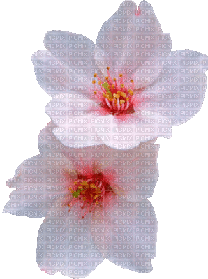 Y.A.M._Summer Flowers Decor - Безплатен анимиран GIF