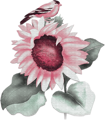 soave deco flowers sunflowers branch pink green - zdarma png