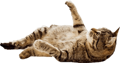 Kaz_Creations Cats Cat Kitten - besplatni png