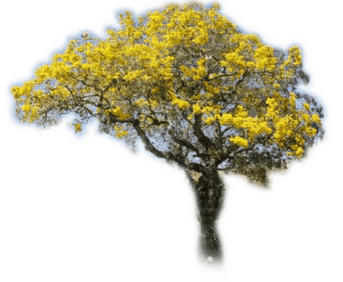 Rena yellow gelb tree frühling - png ฟรี