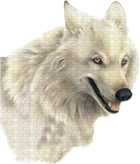 Kaz_Creations Wolf - kostenlos png