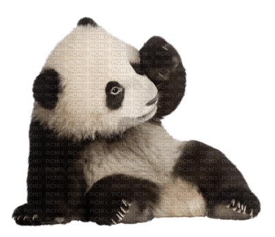 Salomelinda panda ! - png grátis
