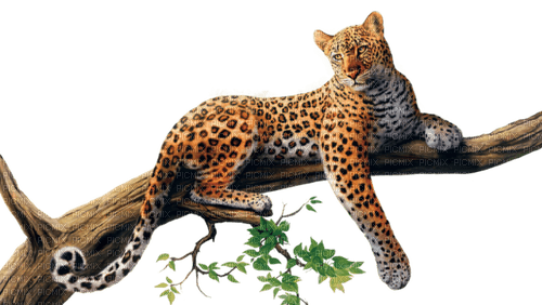 Леопард - PNG gratuit