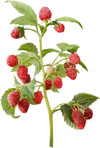 Raspberry Plant - Free PNG