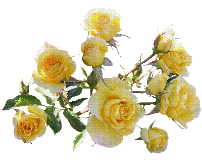 yellow roses 4 - Бесплатни анимирани ГИФ