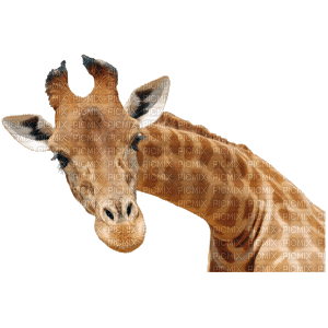 Giraffe bp - GIF animasi gratis